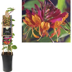 3 stuks - Klimplant Lonicera heckrottii Goldflame 75 cm - Van der Starre