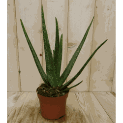 2 stuks! Kamerplant Aloe vera - Warentuin Natuurlijk
