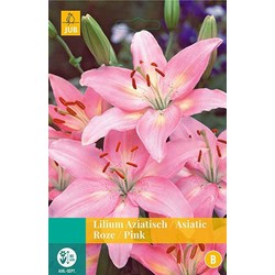 5 stuks - Lilium roze 2 bollen