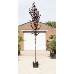 Puperbladige sierpruim Prunus cerasifera Nigra h 450 cm st. omtrek 16 cm