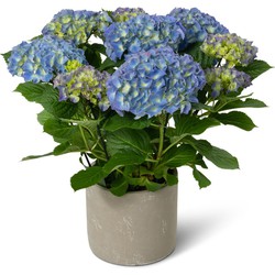 Kamerhortensia blauw – met sierpot - 40cm hoog, ø14cm - bloeiende kamerplant - vers van de kwekerij