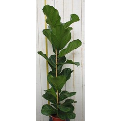 Kamerplant Ficus lyrata 120 cm - Warentuin Natuurlijk