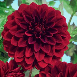 Dahlia 'Arabische Nacht' - Set van 6 - Zomerbloeiers - dahliaknollen - Rood