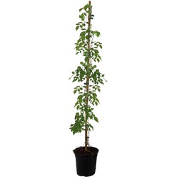 Campsis Radicans XL - Tuinplant - Klimplant - ⌀17cm - Hoogte 110-120cm