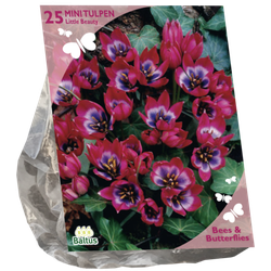 Bees & Butterflies Tulipa Little Beauty per 25 bloembollen