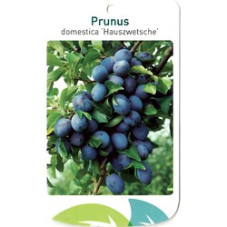 Prunus Domestica Hauszwetsche