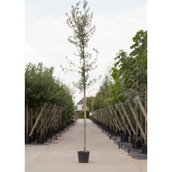 Steeneik Quercus ilex h 225 cm st. omtrek 5 cm st. h 170 cm