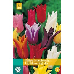 5 stuks - Tulipa Leliebloemig mix 5 bollen