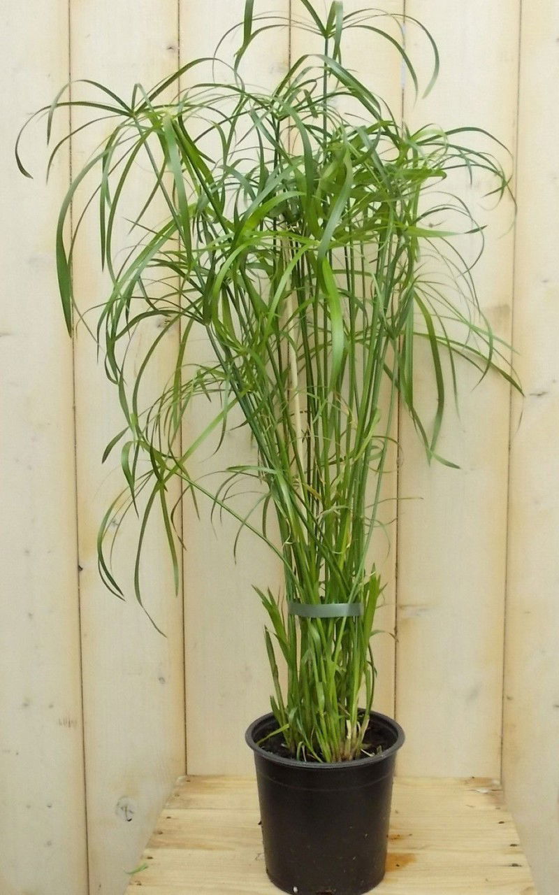 2 stuks - Parapluplant Papyrus Cyperus Alternifolius Kamerplant - 