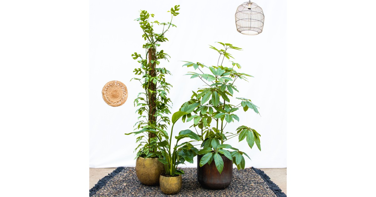 Green Bubble Combi deal - Ginny Mosstok 150 - Schefflera Amate 100 - Strelitzia Nicolai 90