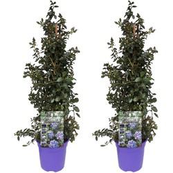 Ceanothus thyrsiflorus Repens - Set van 2 - Struik - Pot 17cm - Hoogte 60-70cm