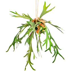 Hoyz Greenery - Kunst hangplant Staghorn op bal 89 cm