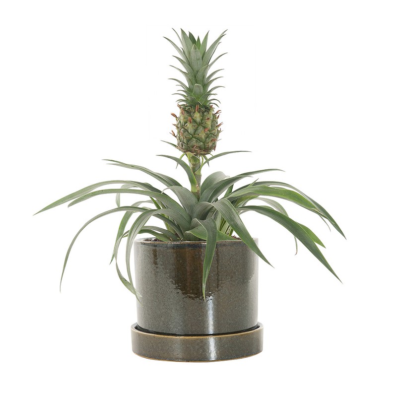 Anti-snurk plant (Bromelia ananas champaca) incl. 'Deep forest' pot - 