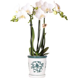 Kolibri Orchids | witte orchidee Amabilis + Malaga sierpot groen - potmaat Ø9cm | bloeiende kamerplant - vers van de kweker