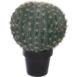 Pure Cactus 36cm in pot