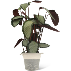 We Love Plants - Calathea Pictus + Mand Samantha - 80 cm hoog - Luchtzuiverende plant