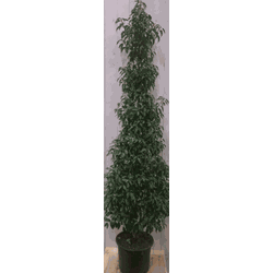 Prunus Angustifolia 180 cm