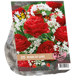 Urban Flowers Roses of love per 25 bloembollen