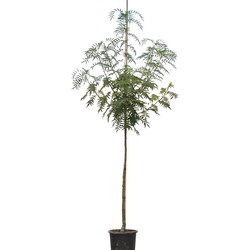 Lijsterbes Dodong Sorbus Dodong 250 cm - Warentuin Natuurlijk