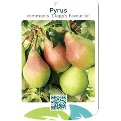 Pyrus Communis Clapp s Favourite