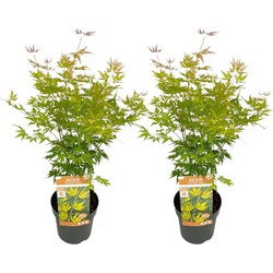 Acer palmatum 'Orange Lace' - Set van 2 - Esdoorn - Pot 19 - Hoogte 60-70cm