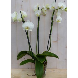 Kamerplant Vlinderorchidee phalaenopsis wit 3 takken