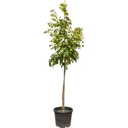Japanse zilverboom Maackia amurensis 250 cm - Warentuin Natuurlijk