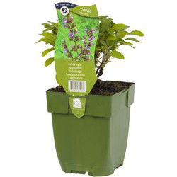 Echte salie kruid Salvia officinalis