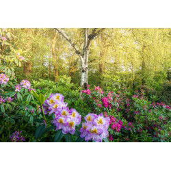 Tuinschilderij bloemen bos 70x50cm