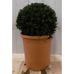 Taxus diameter 15 cm