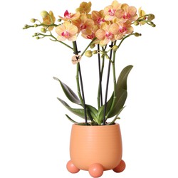 Kolibri Orchids | Oranje Phalaenopsis orchidee – Jamaica + Rolling sierpot peach – potmaat Ø9cm – 35cm hoog | bloeiende kamerplant in bloempot - vers van de kweker