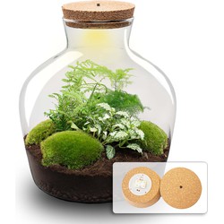 URBANJNGL - Planten terrarium - Fat Joe Groen - Ecosysteem plant - ↑ 30 cm