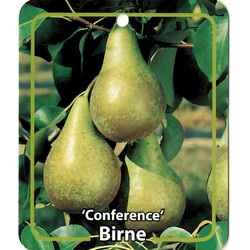 Pyrus Communis Birne Conference