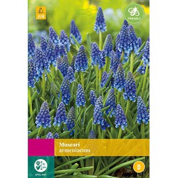 3 stuks - Muscari armeniacum 40 bollen