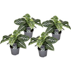 Aphelandra - Set van 4 - Zebraplant - Pot 13cm - Hoogte 25-45cm