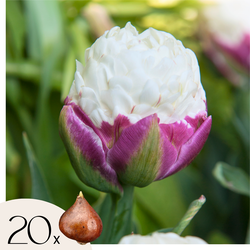 Tulpenbollen - Set van 20 - Tulipa 'Ice Cream' - Bloembollen - Paars