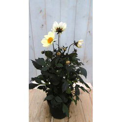 Dahlia Moonfire donkerroodblad gele bloem 40 cm