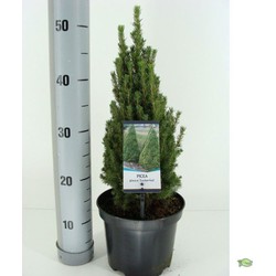 Picea glauca zuckerhut