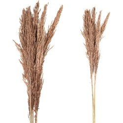 PTMD Dried Twig Pampas Gras - 75 x 7 x 117 cm - 8 stuks - Koper