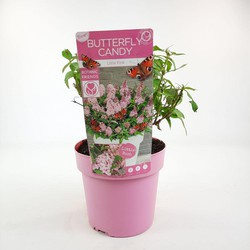 Hello Plants Buddleja Davidii Butterfly Candy Little Pink Dwergvlinderstruik - Ø 19 cm - Hoogte: 25 cm