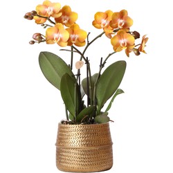 Kolibri Orchids | Oranje Phalaenopsis orchidee Las Vegas in gouden Groove sierpot - Ø12cm