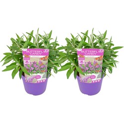 Buddleja Candy Little Purple - Set van 2 - Vlinderstruik - ⌀19cm - Hoog 30-40cm