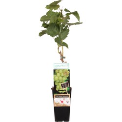 Hello Plants Vitis Vinifera Venus Veredelt Pitloze Blauwe Druiven - Druivenplant - Ø 15 cm - Hoogte: 50 cm