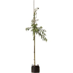 2 stuks! Treurwilg Salix sepulcralis Chrysocoma h 250 cm st. omtrek 8 cm st. h 170 cm boom