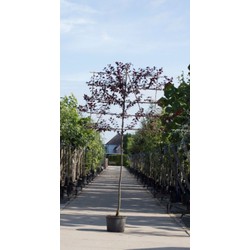 Sierpruim als leiboom Prunus cerasifera Nigra h 270 cm st. omtrek 6 cm st. h 150 cm