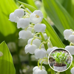 Convallaria Majalis 'Lelietje van Dalen' - wortelstok / bloembol - Set of 20