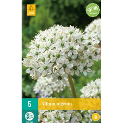 Allium nigrum