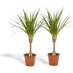 Hello Plants Dracaena Marginata Drakenbloedboom - 2 Stuks - Ø 14 cm Pot - Hoogte: 60 cm