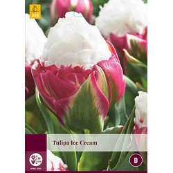 3 stuks Tulipa Ice Cream 2 bollen - JUB