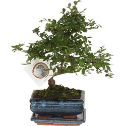 Bonsai 'Zelkova' - S-vormig - Hoogte 20-30cm - Potmaat 15cm